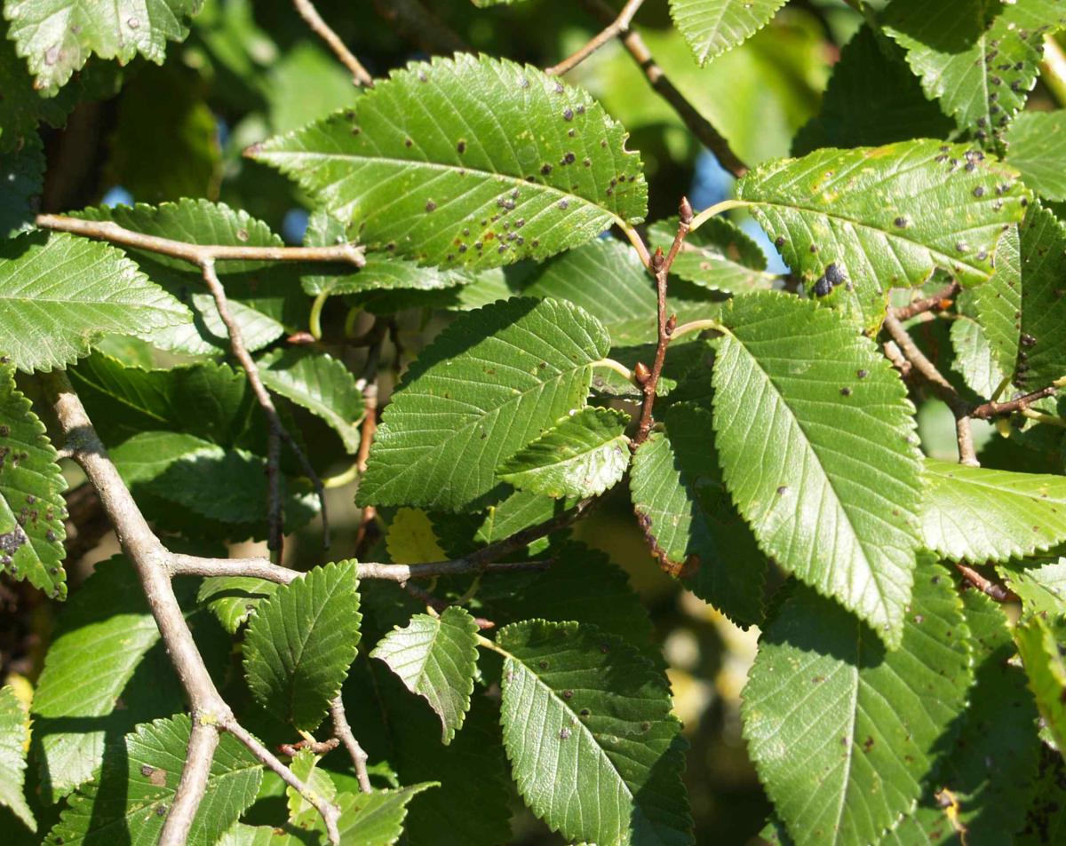 Elm, Common leaf